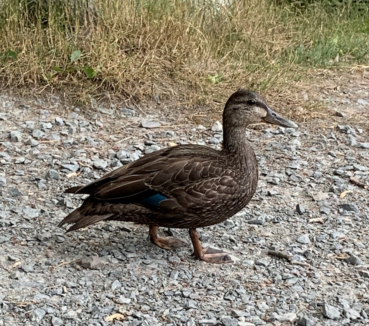 American Black Duck - ML252590051