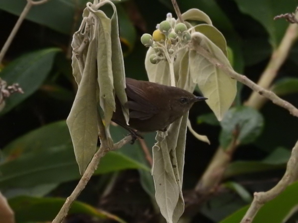 Sri Lanka Bush Warbler - Liesl Edelman