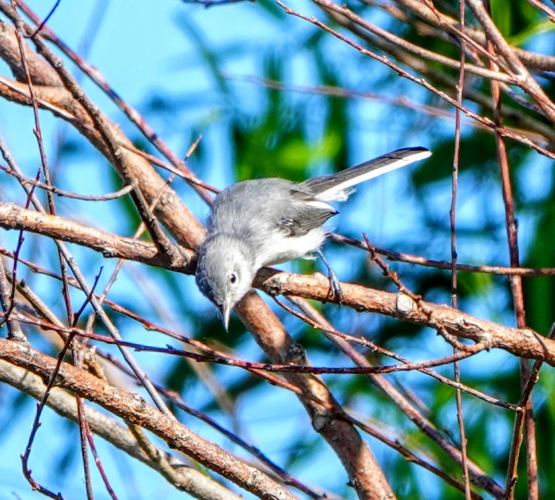 Blue-gray Gnatcatcher - ML252591031