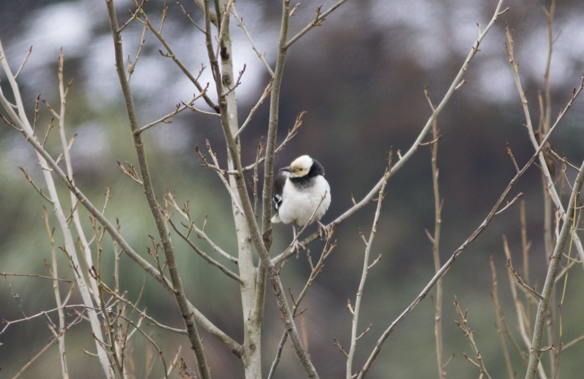 Black-collared Starling - Wenjia Chen