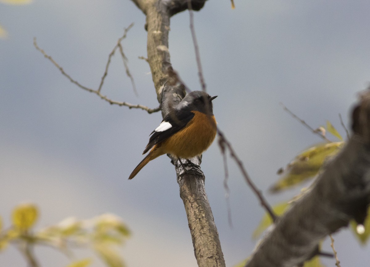 Plumbeous Redstart - Wenjia Chen