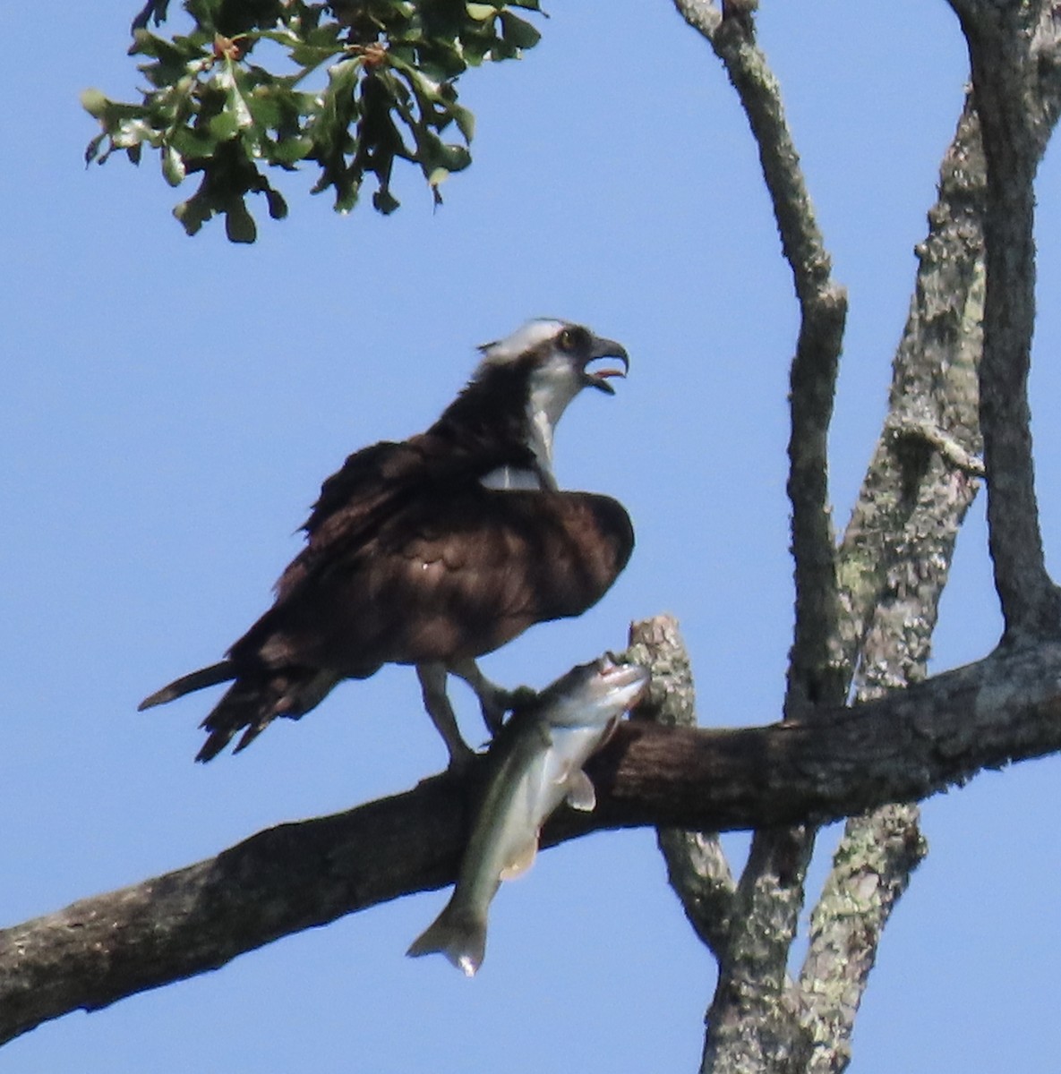 Águila Pescadora - ML252592401