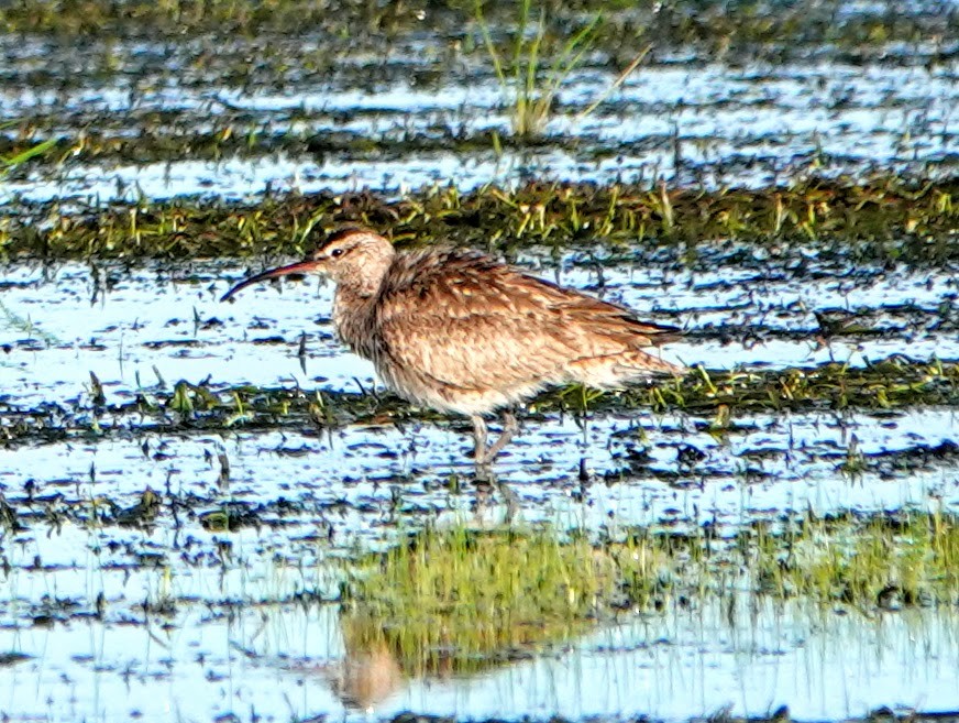 Whimbrel - Clem Nilan