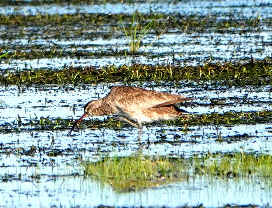 Whimbrel - Clem Nilan