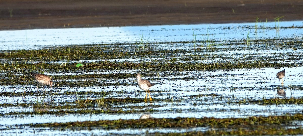 Regenbrachvogel - ML252593901