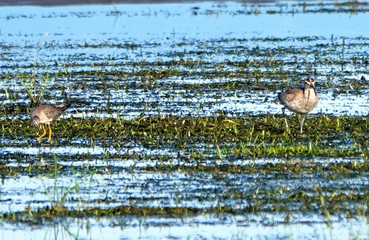 Regenbrachvogel - ML252594151