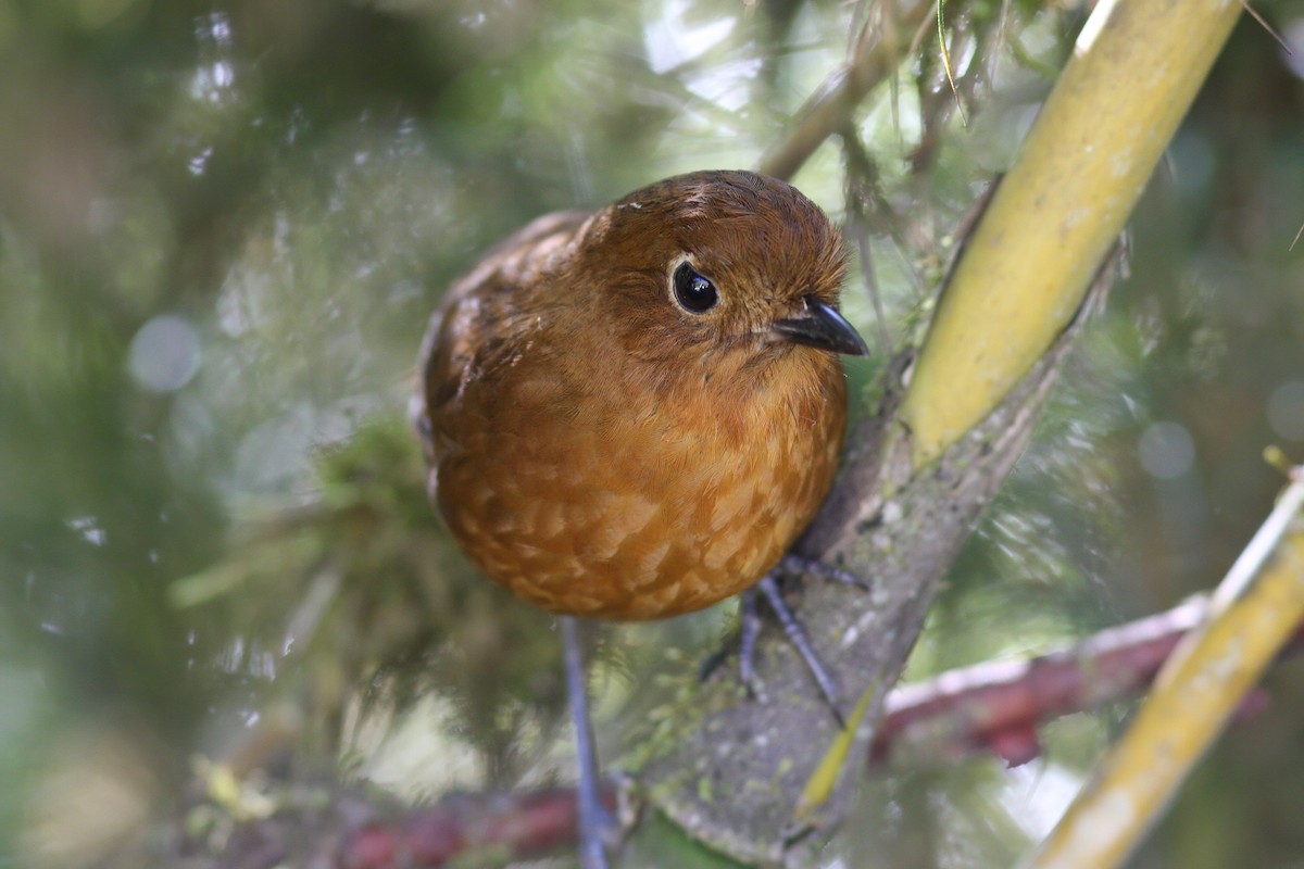 Junin Antpitta - ML252594611