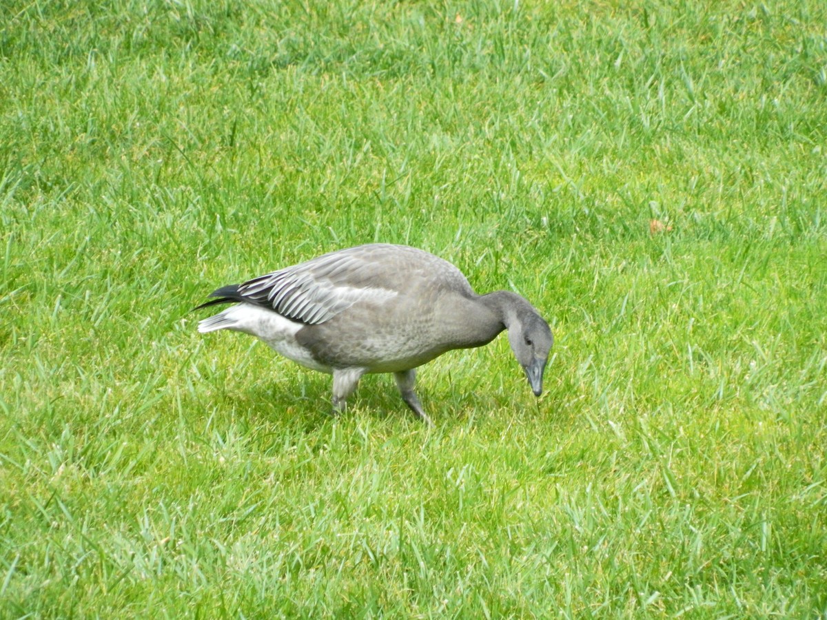 Snow Goose - ML25259511