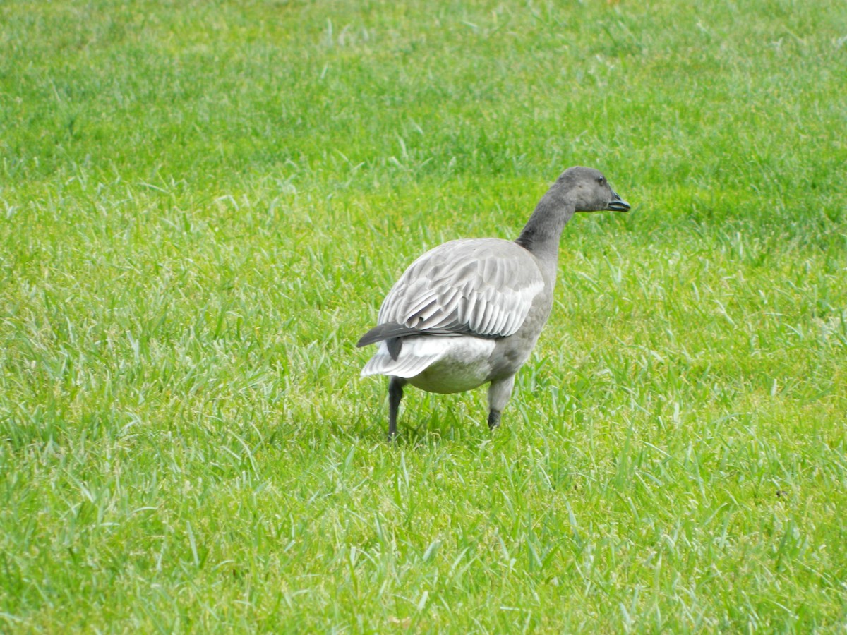 Snow Goose - ML25259571