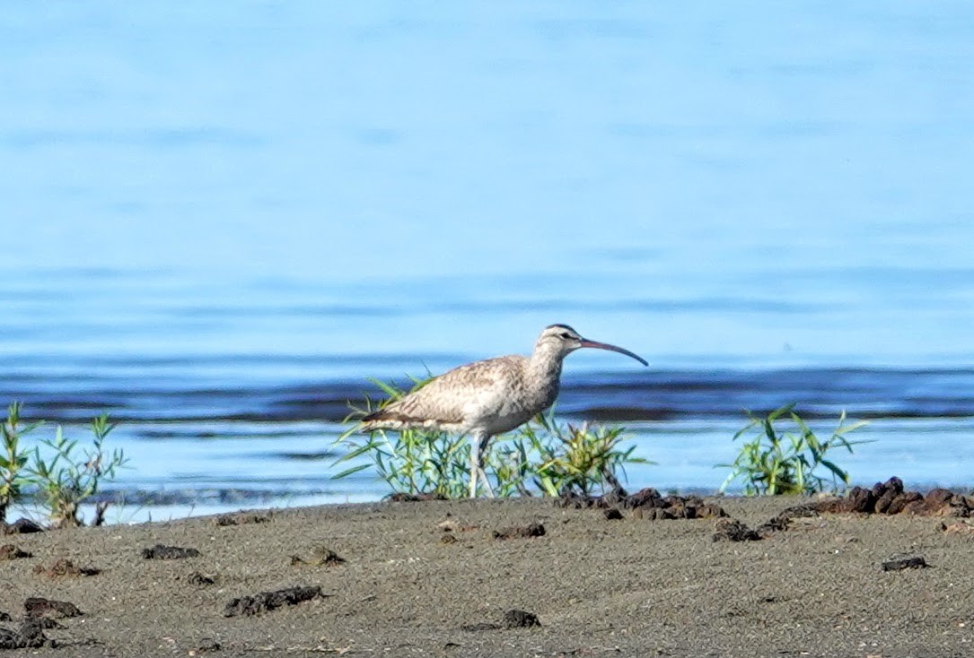 Whimbrel - Graham Rice