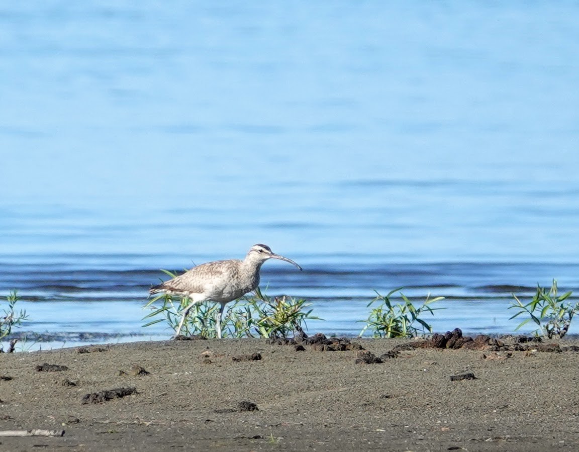 Whimbrel - Graham Rice