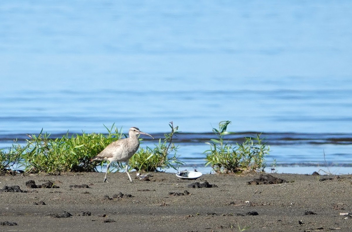 Whimbrel - Graham Rice