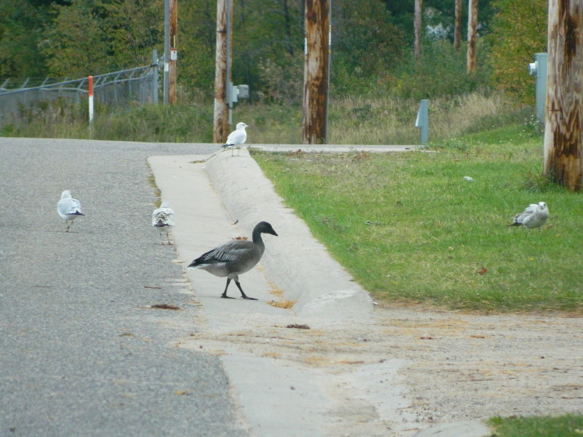 Snow Goose - ML25259621