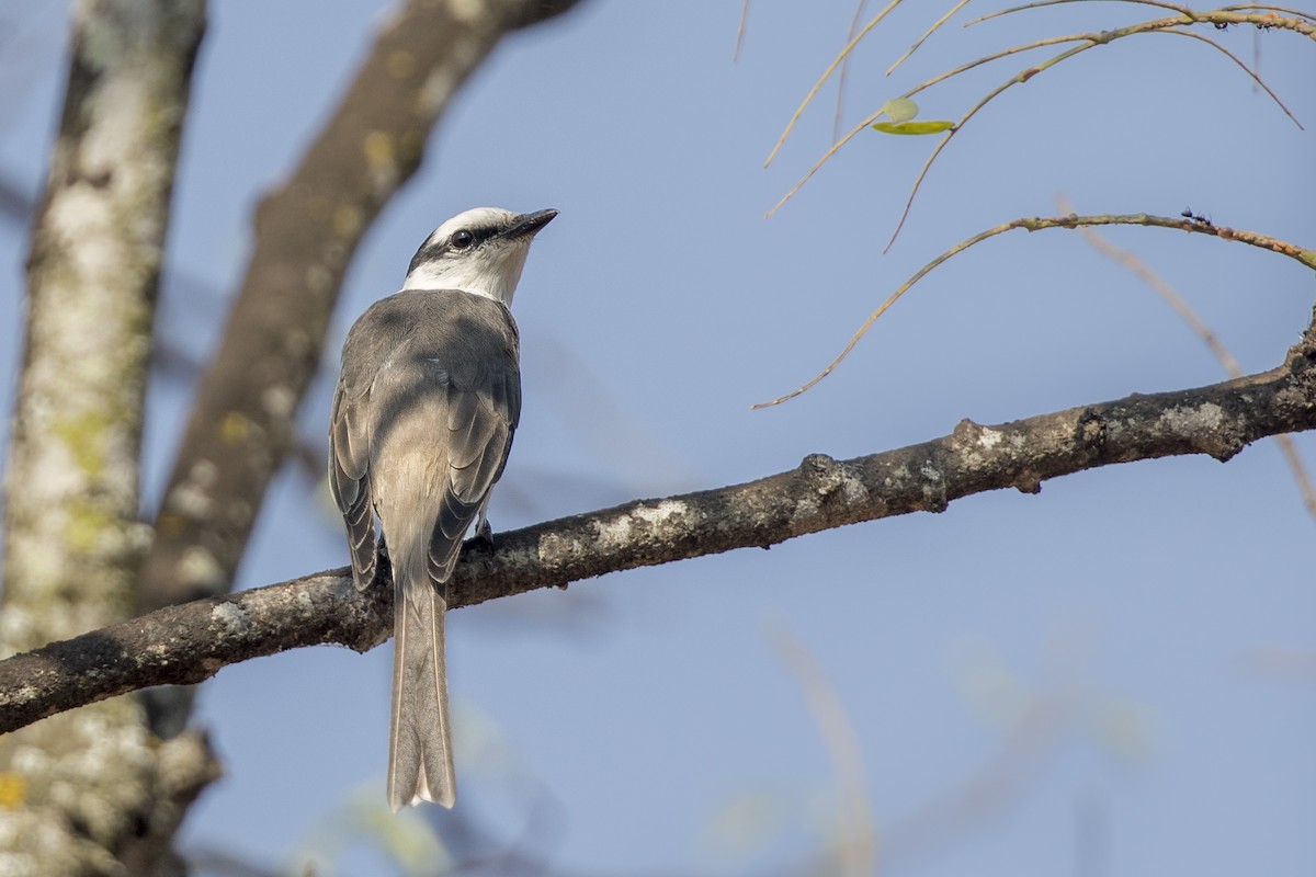 Brown-rumped Minivet - Bopanna Pattada