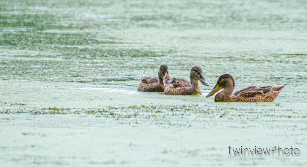 Northern Shoveler - ML252597241