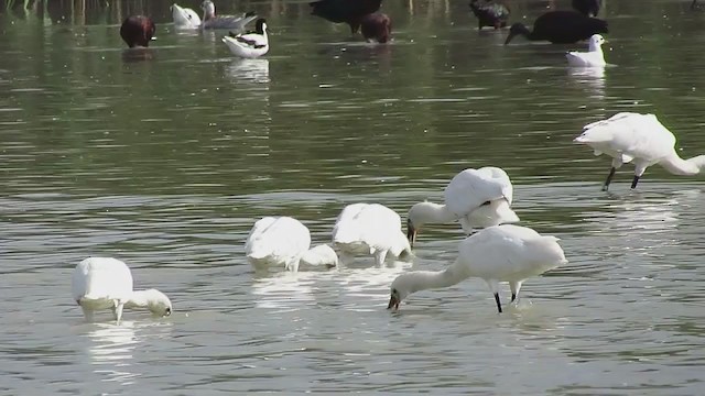 Eurasian Spoonbill - ML252597301