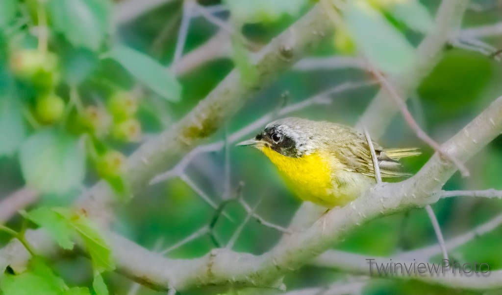 Common Yellowthroat - ML252597311