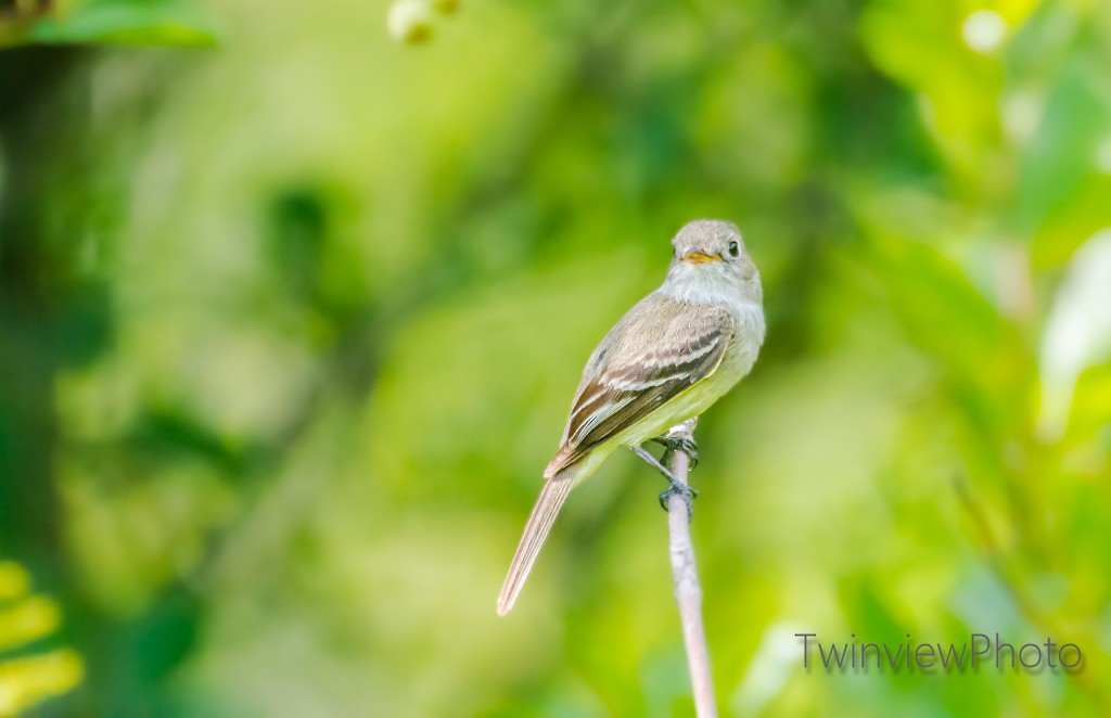 Least Flycatcher - ML252597461