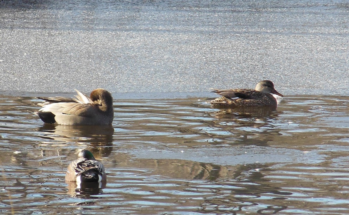 Gadwall - ML25259751