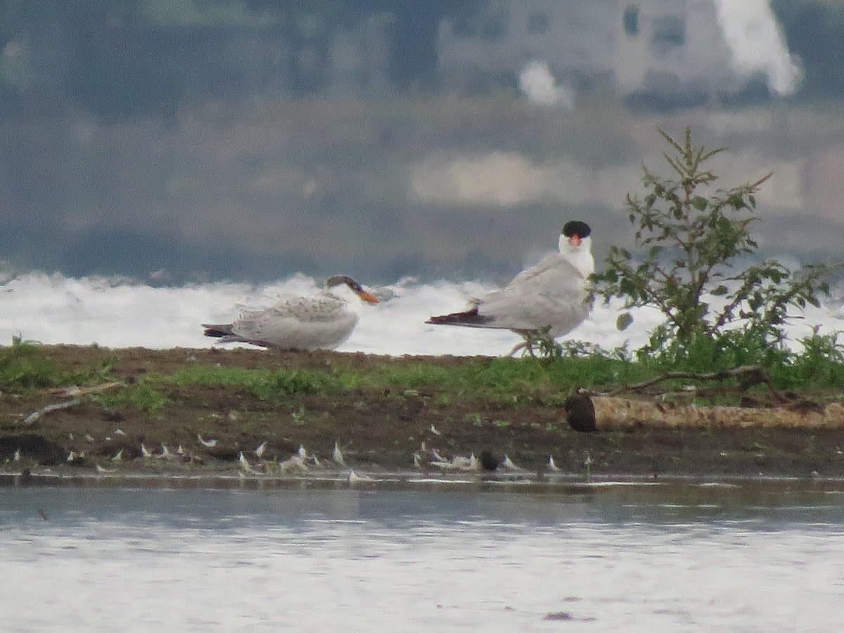 Caspian Tern - Patricia and Richard Williams