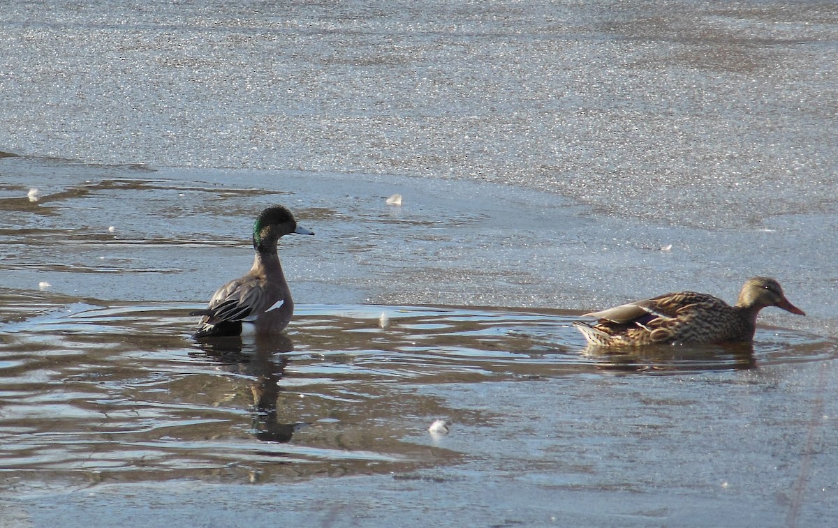 American Wigeon - ML25259781