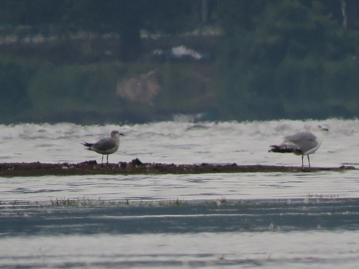 Gaviota Guanaguanare - ML252598411