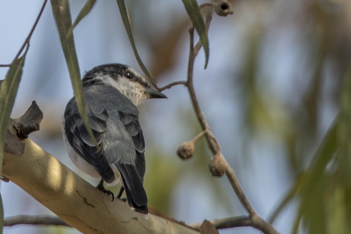 Ashy Minivet - ML25259861