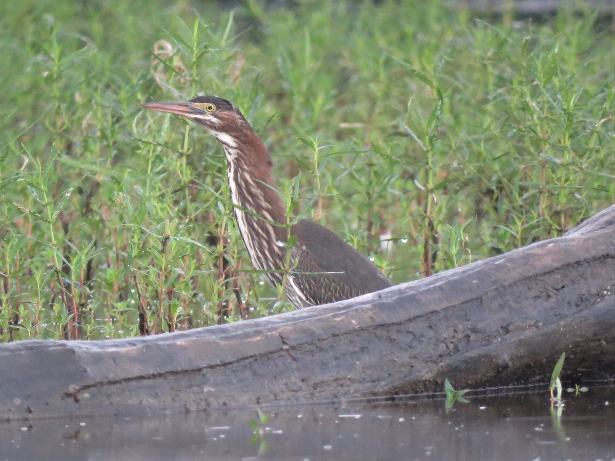 Green Heron - Patricia and Richard Williams