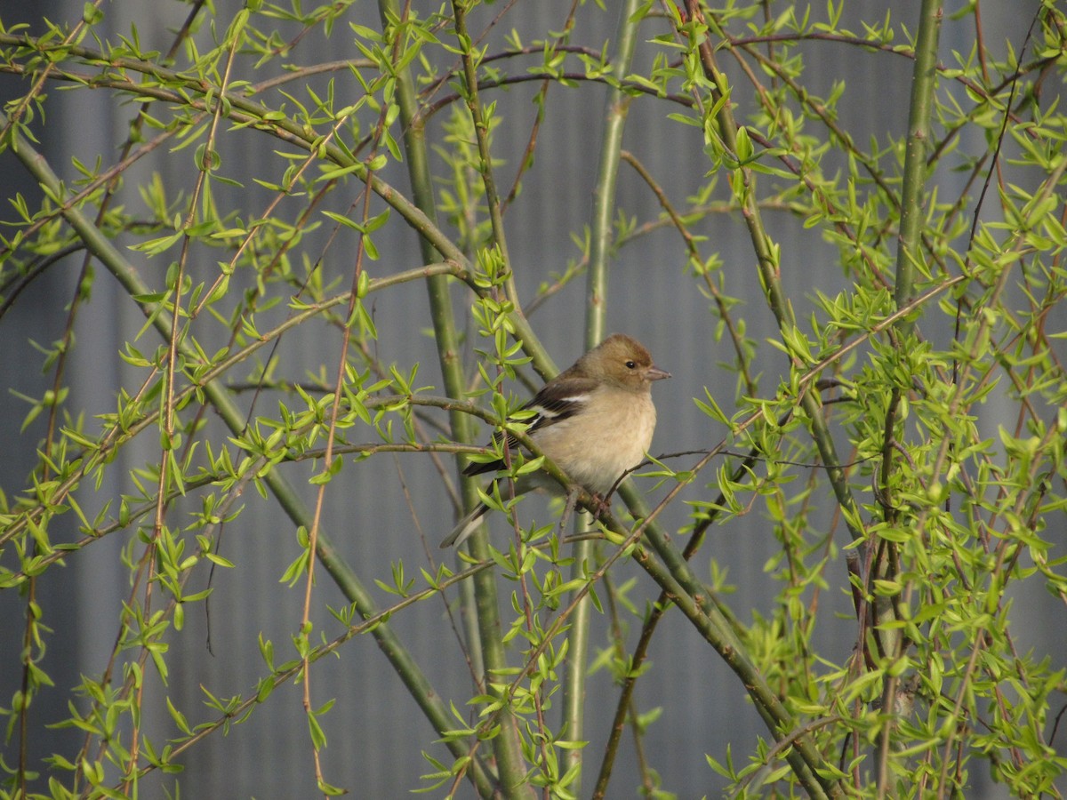 Common Chaffinch - ML25259991