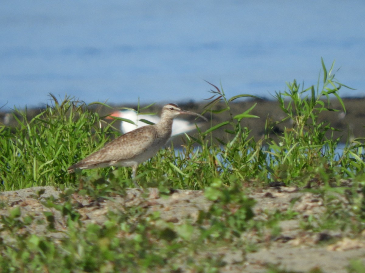 Whimbrel - Pat Phillips