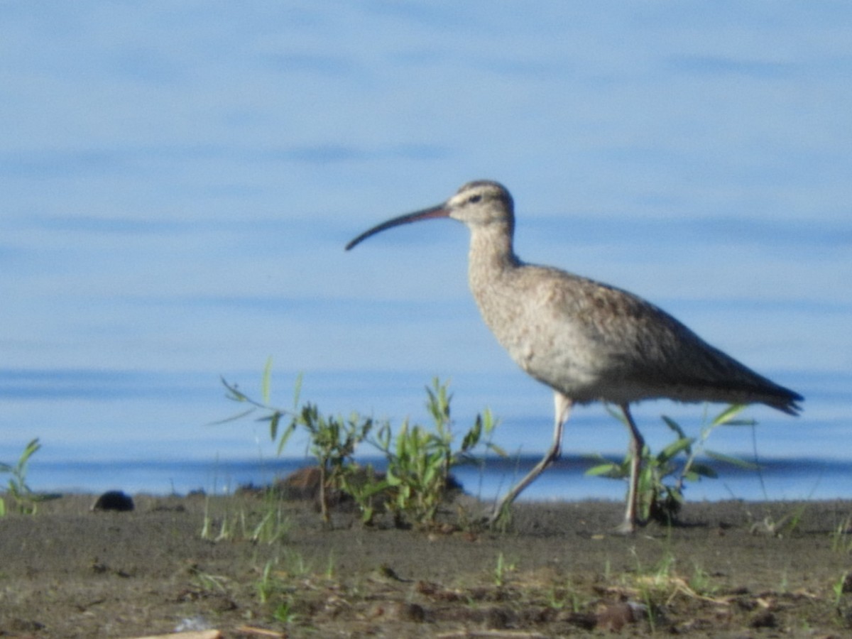 Whimbrel - Pat Phillips