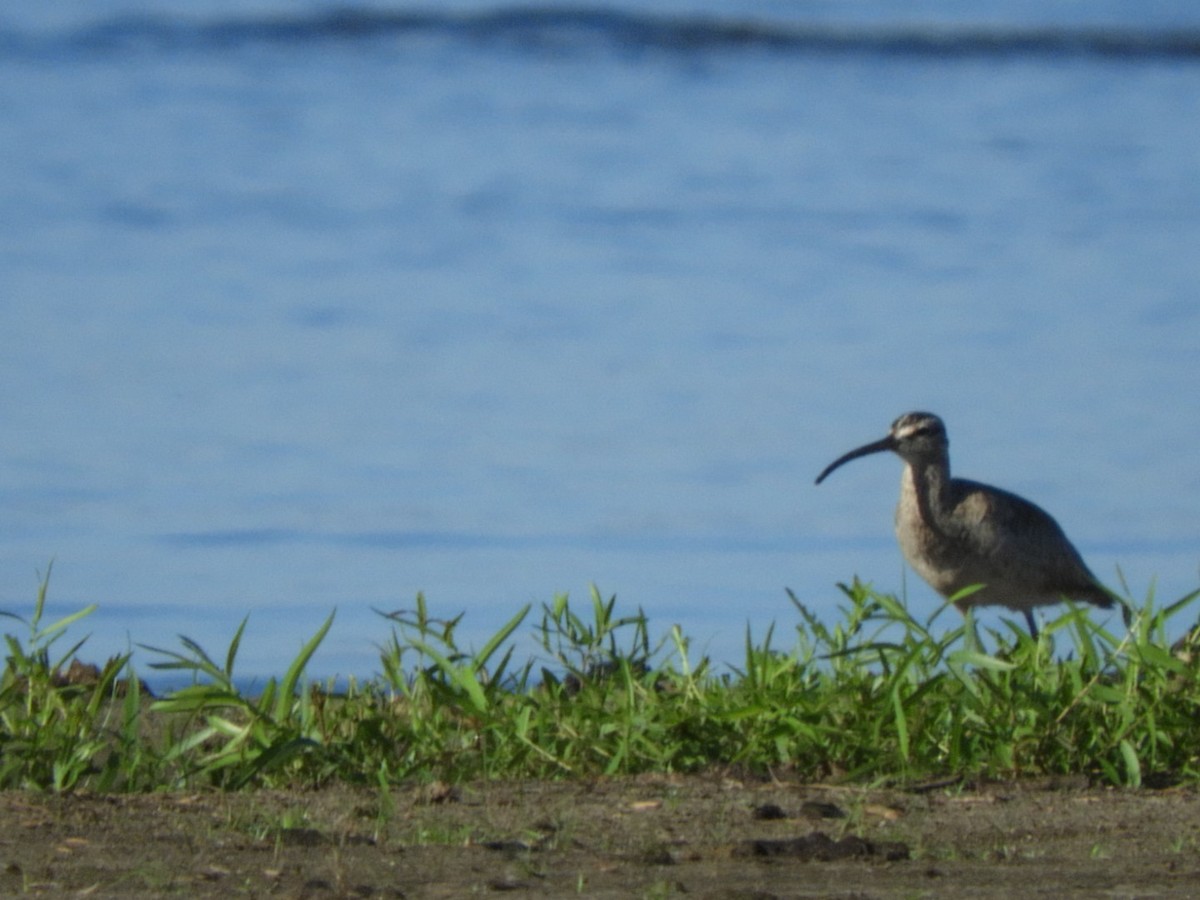 Regenbrachvogel - ML252600361