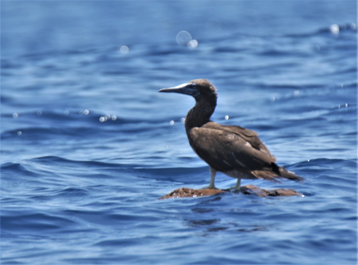 Brown Booby - Josue  de León Lux (Birding Guide) josuedeleonlux@gmail.com +502 3068 8988