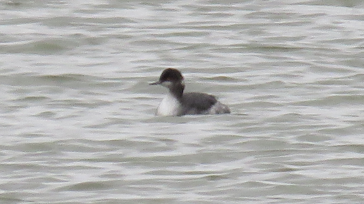 Eared Grebe - ML25260141