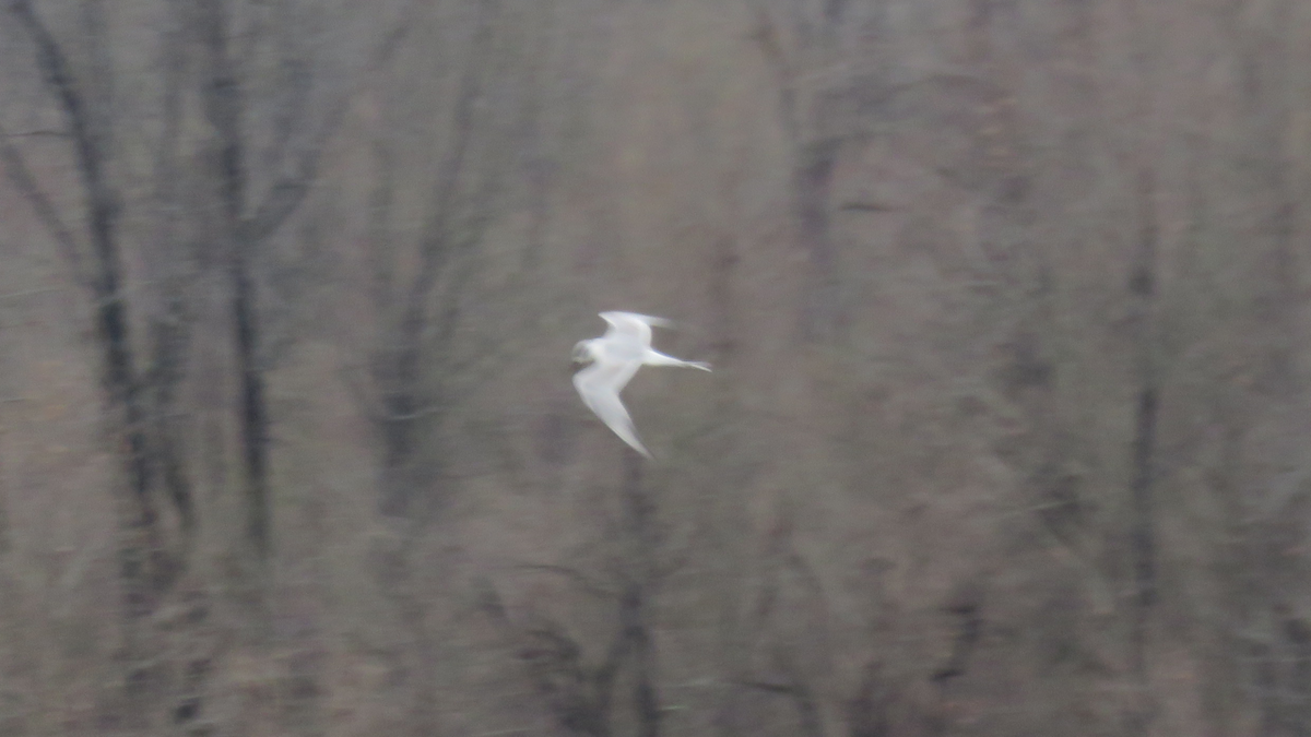 Forster's Tern - ML25260171