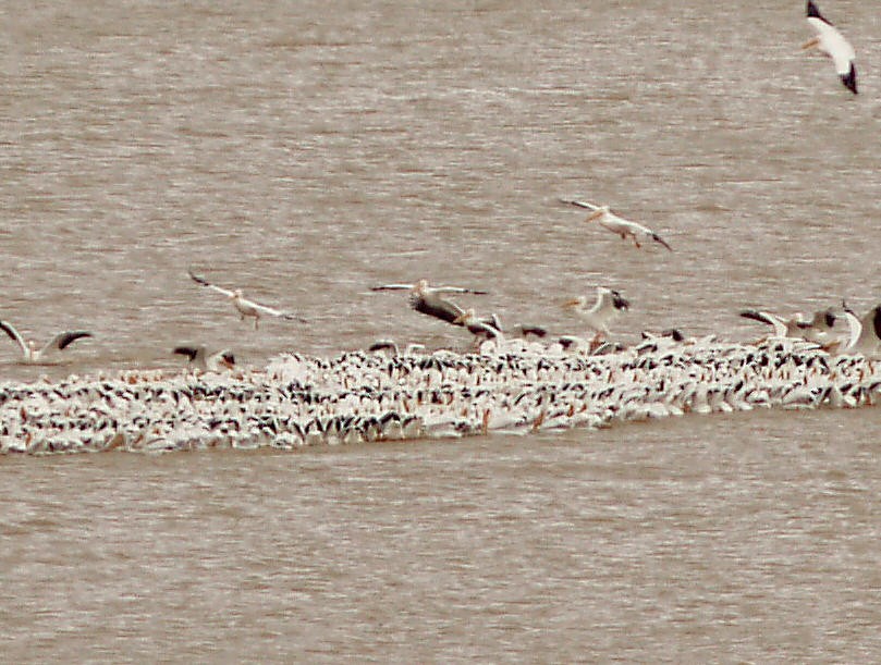 American White Pelican - ML25260221