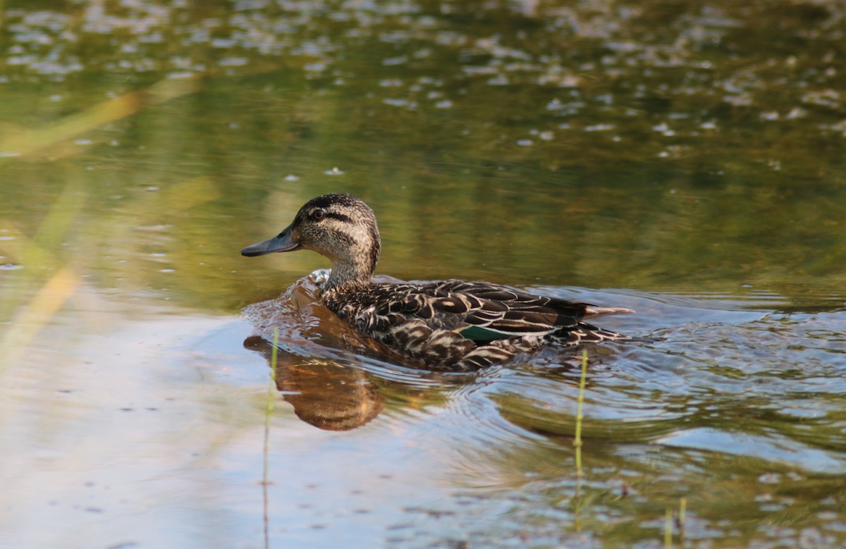 Green-winged Teal - ML252602411