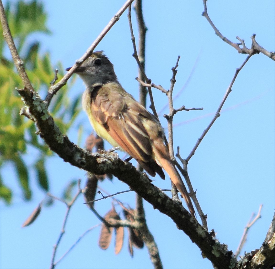 Great Crested Flycatcher - Mike Winck