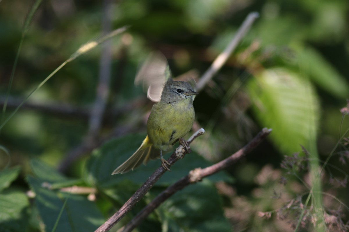 Orange-crowned Warbler - ML252604901