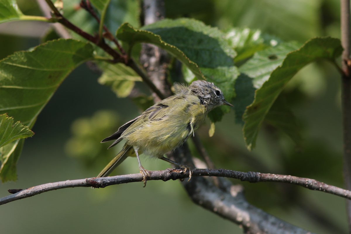 Orange-crowned Warbler - ML252604911