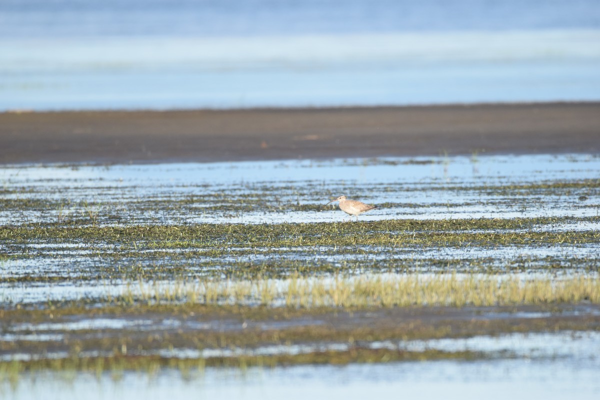 Whimbrel - ML252605191