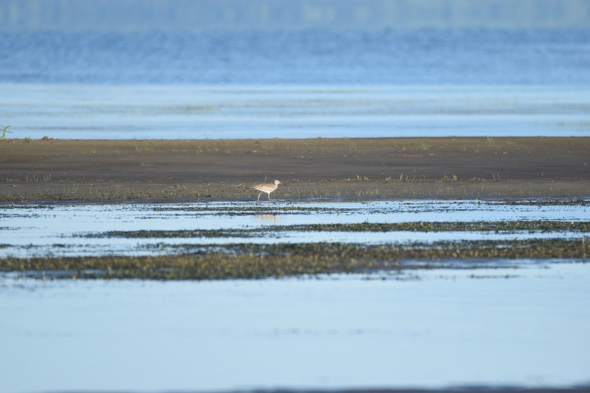 Whimbrel - ML252605231