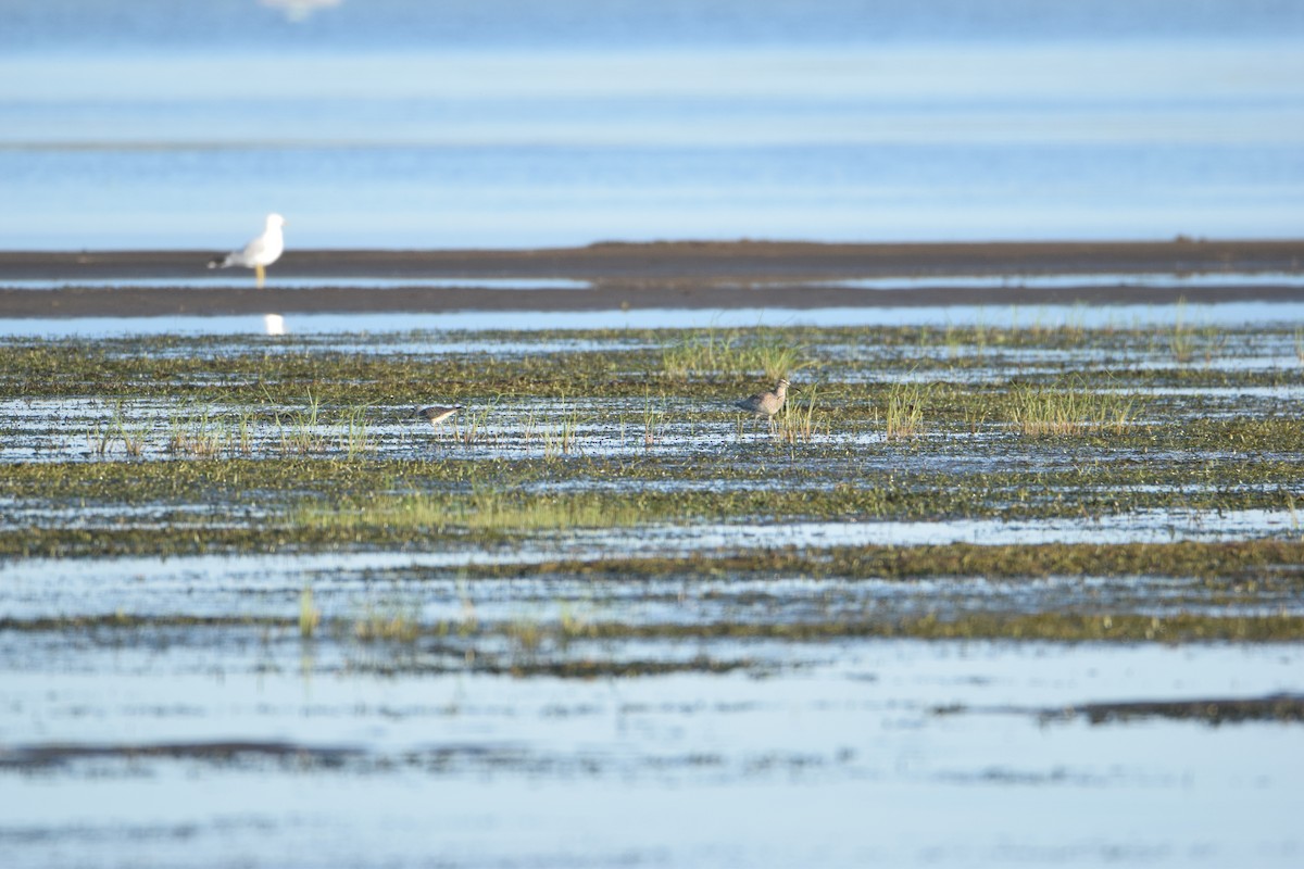 Whimbrel - ML252605251