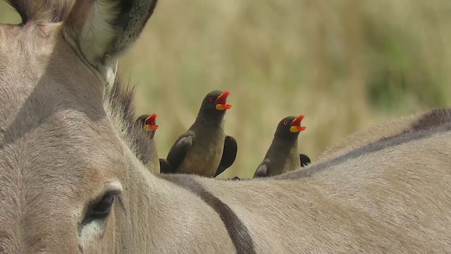 Yellow-billed Oxpecker - ML252605611