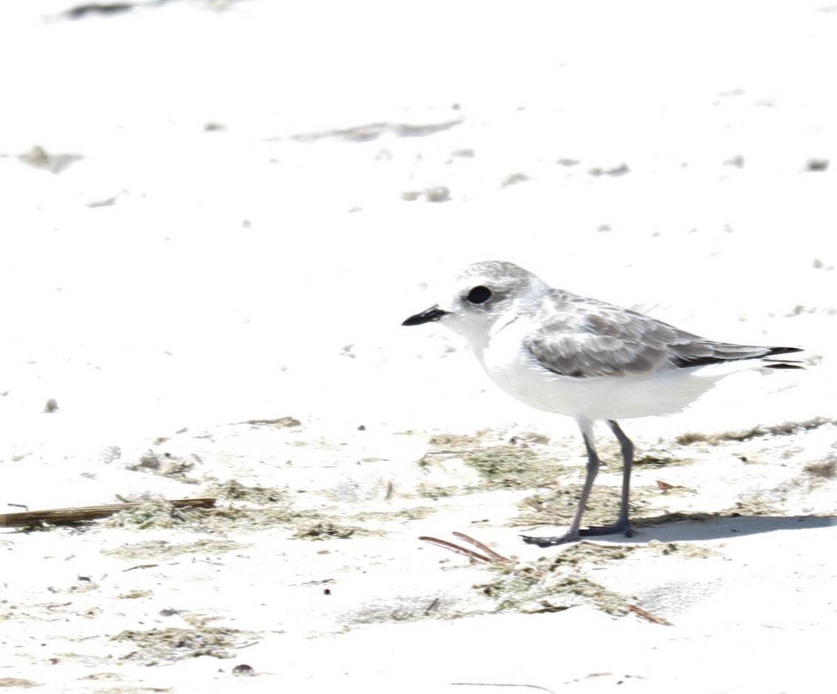 Snowy Plover - Lawrence Gardella