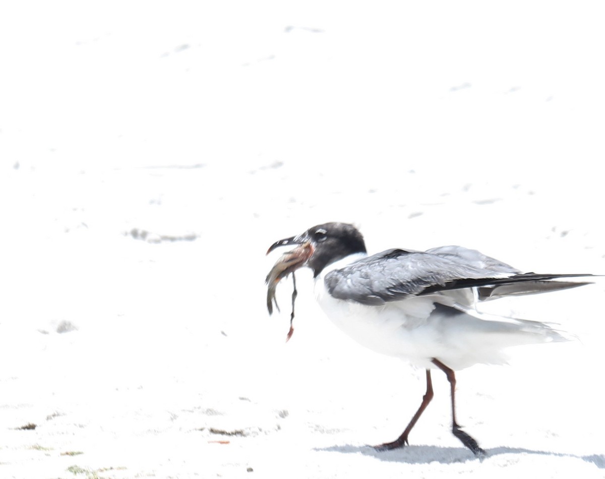 Laughing Gull - ML252607441