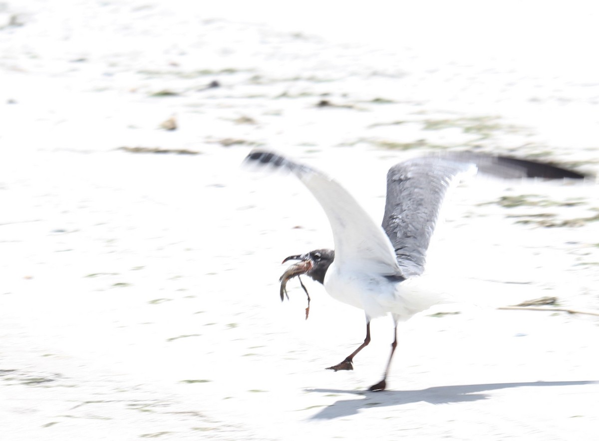 Laughing Gull - ML252607451