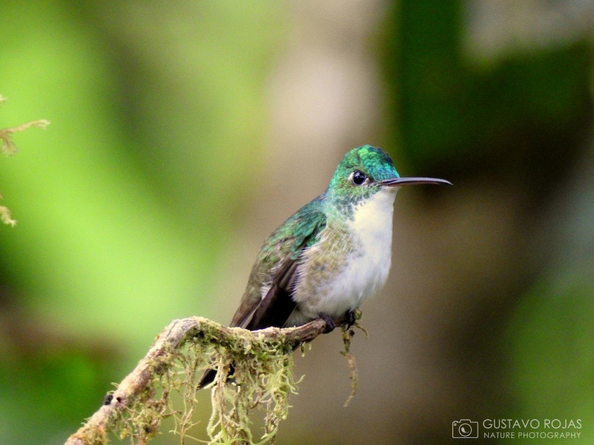 kolibřík andský - ML252608551