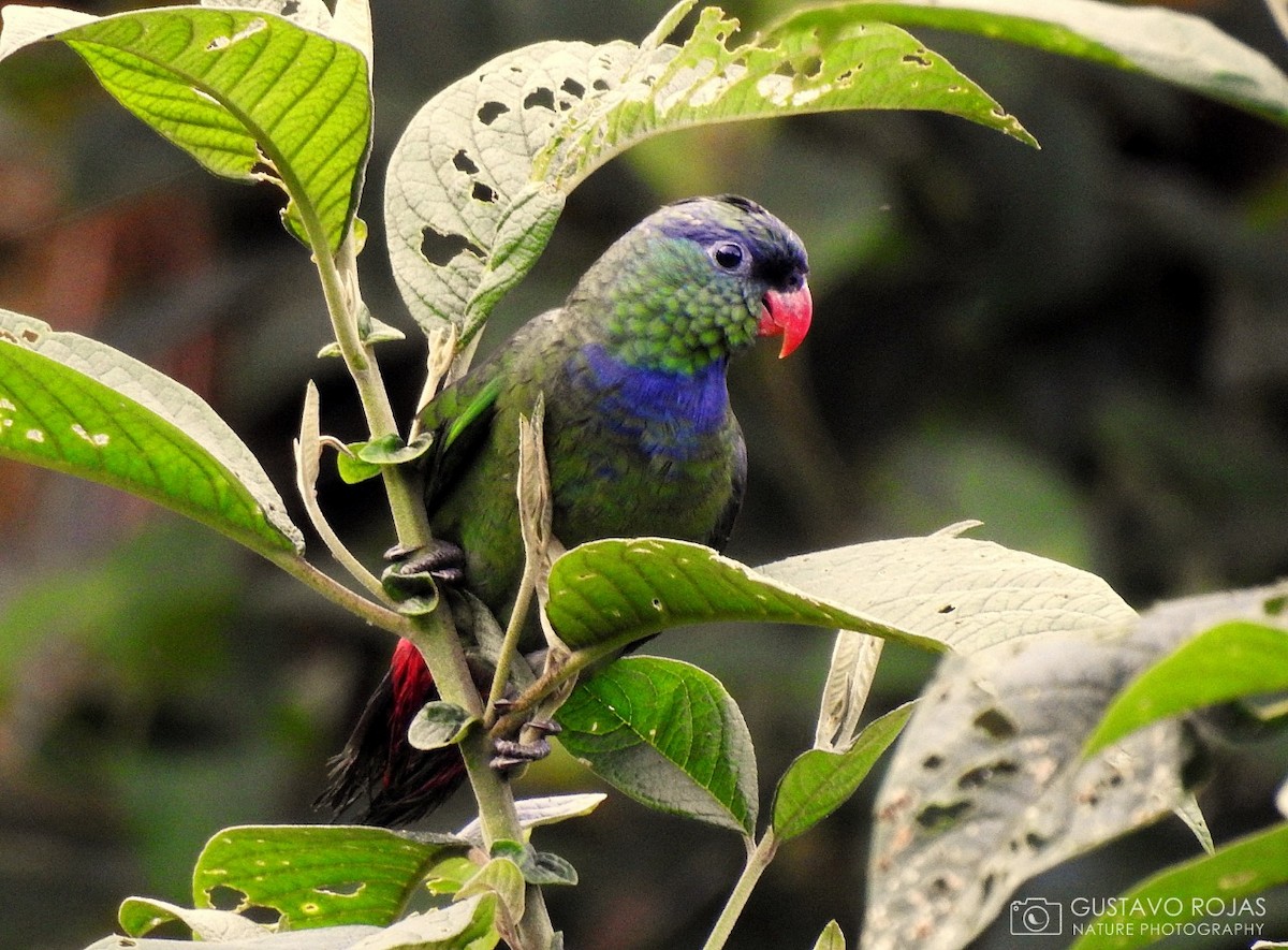 Папуга-червоногуз зеленоголовий - ML252608761