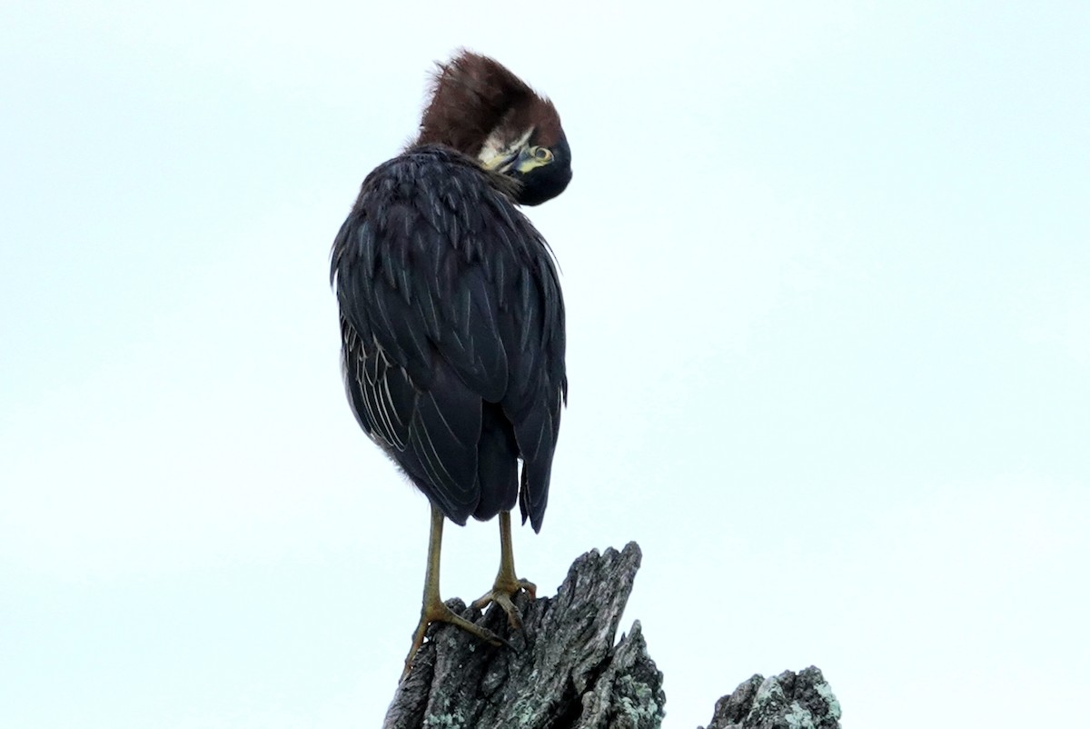 Green Heron - ML252609641